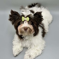 Reduction price!!! Tiny boy Biro Yorkshire terrier pedigree ready to go /Yorkshire Terrier/Female/5 months,Many people, when choosing a puppy as a new member of their family, are curious about what it will look like in the future. The charm of our little ones is not only thanks to their beautiful parents, but also to the excellent genes of their wonderful grandparents.