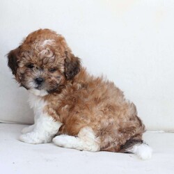 Cooper/Shih-Poo									Puppy/Male	/July 13th, 2025,Cooper is 1 of 4 in his litter , with an approximate adult weight of 12 to 14lbs . 