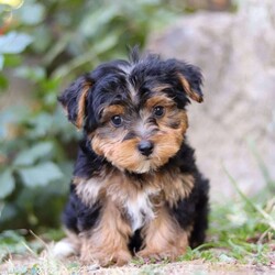 Parker/Yorkie Poo									Puppy/Male	/8 Weeks,Meet the sweetest little Yorkipoo puppy, Parker! He’s a tiny bundle of love with a big personality. Playful and curious, he loves to explore his surroundings, chase after toys, and hang out with his favorite people. Whether he’s showing off his adorable puppy zoomies or snuggling up for a good nap, he will bring endless joy to your home. Yorkies are known for their brave and confident nature, while Poodles bring a playful and friendly spirit. That makes this little Yorkiepoo the perfect blend of energy and affection!