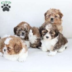 Cooper/Shih-Poo									Puppy/Male	/July 13th, 2025,Cooper is 1 of 4 in his litter , with an approximate adult weight of 12 to 14lbs . 