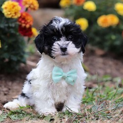 Drew/Shih-Poo									Puppy/Male	/12 Weeks,Say hello to Drew, our sweet little Shihpoo! With his silky-soft coat, bright eyes, and irresistible charm, Drew is sure to steal hearts wherever he goes. He’s everything you’d expect from a Shihpoo-sweet, playful, and happiest when he’s right by your side. Raised with lots of love and care, Drew is well-socialized and ready to join his forever family. Whether he’s bouncing around with joy or snuggling up for cuddle time, this little guy is guaranteed to bring endless smiles and love to your home.