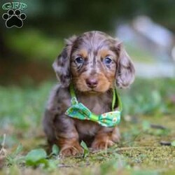 Buddy/Dachshund									Puppy/Male	/7 Weeks,Hi, I’m excited to introduce you to Buddy—an absolutely adorable Miniature Dachshund boy with a silky-smooth coat, floppy ears, and those big, soulful eyes that melt your heart the moment you meet him. He’s the perfect combination of playful energy and affectionate snuggles. Whether he’s proudly trotting at your side, chasing after his favorite toy, or curling up in your lap for a cozy nap, he brings joy to every moment.