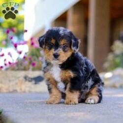Bam Bam/Yorkie Poo									Puppy/Male	/7 Weeks,Say hello to Bam Bam — an absolutely adorable Yorkie-Poo puppy with a heart full of happiness and a playful spark in his eye! From his ever-wagging tail to his sweet, snuggly personality, Bam Bam knows how to make every moment feel special. Whether he’s bouncing around during playtime or cuddling up for a nap, he brings joy, laughter, and love wherever he goes.