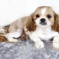 Dustin/Shih Tzu									Puppy/Male	/8 Weeks,Dustin is a red and white male Shih Tzu, a well socialized and happy puppy. He likes to play in the yard with his littermates. This litter of pups enjoy time with our family, including our children, following them and us around. He’s a sweet thing and ready to find his forever home.