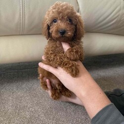 Adopt a dog:Miniature poodle puppy /Miniature Poodle/Female/11 weeks,Are beautiful girl princess has given us 3 beautiful red miniature poodles puppy’s 2 girls 1 boy mum is are kc registered miniature poodle and dad is a miniature kc registered poodle (stud) both mum and dad are pra clear and health tested puppy’s have been raised in a family environment with my 4 kids puppy’s are flea and wormed up to date last boy remaining ready to leave now any more questions feel free to message me  now reserved