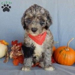 Bear (medium)/Mini Sheepadoodle									Puppy/Male	/12 Weeks,Have you been looking for a new furry friend? Look no further! I have the sweetest little sheepadoodle face you have ever seen… My name is Bear and I would love to come home with you! I am sure with one look into my warm, sweet eyes and I’ll be sure I will have captured your heart already! I am very happy, playful and very kid friendly! I stand out above the rest with my uniquely marked blue merle coat!! Full of personality and always ready to give amazing puppy kisses, I would love to fill your home with all of my puppy love! I have been vet checked and I am up to date on vaccinations and dewormings and I will also come with a 1-year guarantee with the option of extending it to a 3-year guarantee. We ship anywhere in the USA!!! My mother is our sweet, loving 44# sheepadoodle named Lily, and the father is Cory, a 15# blue merle mini poodle! That makes me an F1b medium sized sheepadoodle and I will grow to approx. 25-35# and I will be hypoallergenic and nonshedding!! Why wait when you know I am meant to be yours? Call or text Martha to make me the newest addition to your family and get ready to spend a lifetime of tail wagging fun! (7% sales tax on in home pickups)