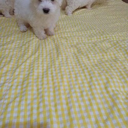 Adopt a dog:Bichon Maltese Puppies – 1 Girl, Ready for New Homes/Maltese/Female/9 weeks,Adorable Bichon Maltese puppies looking for loving homes – 1 girl.