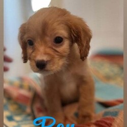 BEAUTIFUL COCKERLIER PUPPIES /Cavalier King Charles Spaniel/Female/8 weeks,Hello everyone we would like to introduce Cherrys 6 (2girls 4boys)  it has been a pleasure to have watched these little beauties grow and grow there own personalities,but the time has come for them to find there forever loving home.These puppies have been raised with other dogs and been around children since birth they are amazing and playful 