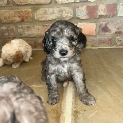 Adopt a dog:Cockapoo puppies/Cockapoo/Female/6 weeks,Our beloved family pet Prim has given birth to a beautiful litter of cockapoo puppies.