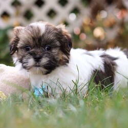 Jaden/Shih Tzu									Puppy/Male	/8 Weeks,Meet Jaden, our sweet ACA registered Shih Tzu puppy! With his soft coat, bright eyes, and gentle personality, he’s sure to capture your heart the moment you meet him. This pup comes from wonderful parents—his dad, Buddy, weighs 13 lbs, and his mom, Lucy, is a petite 9 lbs—giving him the perfect balance of charm and size.