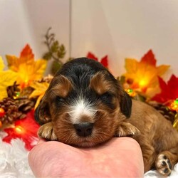 Adopt a dog:Rare Reverse F1B Sable DNA CLEAR Mini Cockapoo Puppies/Cockapoo/Female/3 weeks,We are delighted to have welcomed our carefully planned litter of Rare Reverse F1B Miniature Cockapoo puppies, which are 62% Show Cocker Spaniel and 38% Miniature Poodle.