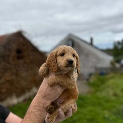 Miniature goldendoodle puppies. /Goldendoodle/Female/9 weeks, 6 miniature F1B golden doodle puppies looking for a new home  