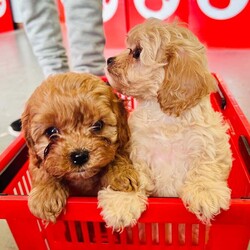 Adopt a dog:Cavapoo F2 puppies/Cavapoo/Female/9 weeks,Cavapoo puppies ready to go fully wormed and fllead they have had 1st vaccine and micro chip vet checked and 2nd vaccine has been payed for mum is Cavapoo and dad is Cavapoo nice red and apricot colours small puppies non malting hair for any more info please call anytime