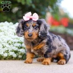 Darla/Dachshund									Puppy/Female	/7 Weeks,Meet Darla, an absolutely heart-melting ACA Dachshund puppy who’s as sweet as she is adorable! With her tiny paws, soulful eyes, and that signature long little body, she’s the very definition of cuteness. She loves nothing more than wiggling her way into your lap, where she can shower you with snuggles and happy tail wags that brighten every moment. Playful, curious, and full of love, this precious girl is sure to steal hearts wherever she goes.
