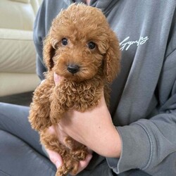 Adopt a dog:Miniature poodle puppy /Miniature Poodle/Female/11 weeks,Are beautiful girl princess has given us 3 beautiful red miniature poodles puppy’s 2 girls 1 boy mum is are kc registered miniature poodle and dad is a miniature kc registered poodle (stud) both mum and dad are pra clear and health tested puppy’s have been raised in a family environment with my 4 kids puppy’s are flea and wormed up to date last boy remaining ready to leave now any more questions feel free to message me  now reserved