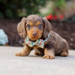 Charlie/Dachshund									Puppy/Male	/7 Weeks,Meet Charlie, an irresistibly adorable ACA Dachshund puppy with the happiest little spirit! With his big, soulful eyes, floppy ears, and that signature long body, he’s the perfect blend of charm and cuteness. Charlie loves to play, explore, and trot around with his tail wagging proudly, but when it’s time to rest, he’s the best snuggler you could ask for. Full of love and personality, this sweet boy is sure to bring endless joy to his forever family!