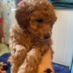 Adopt a dog:Red Toy Poodle two girls available now/Toy Poodle/Female/9 weeks,Margo my Kc registered, fully health tested red toy poodle has had a litter of puppies with a Kc registered, fully health tested Red toy poodle and there are two girls left available.  They have and continue to be brought up in the heart of the home, not caged at all.  Both parents are tiny so true toy poodle sizes of 9in and between 2.5-3kg in weight.  They have had their first injection, been chipped, wormed and flea treated so ready to go to their forever homes.