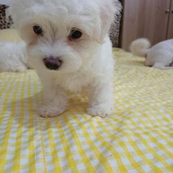 Adopt a dog:Bichon Maltese Puppies – 1 Girl, Ready for New Homes/Maltese/Female/9 weeks,Adorable Bichon Maltese puppies looking for loving homes – 1 girl.