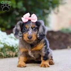 Darla/Dachshund									Puppy/Female	/7 Weeks,Meet Darla, an absolutely heart-melting ACA Dachshund puppy who’s as sweet as she is adorable! With her tiny paws, soulful eyes, and that signature long little body, she’s the very definition of cuteness. She loves nothing more than wiggling her way into your lap, where she can shower you with snuggles and happy tail wags that brighten every moment. Playful, curious, and full of love, this precious girl is sure to steal hearts wherever she goes.