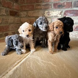 Adopt a dog:Cockapoo puppies/Cockapoo/Female/6 weeks,Our beloved family pet Prim has given birth to a beautiful litter of cockapoo puppies.