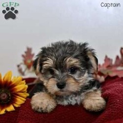 Captain/Morkie / Yorktese									Puppy/Male	/7 Weeks,Our adorable Morkie puppies are ready to find their loving forever homes! These sweet little ones are a delightful mix of Maltese and Yorkshire Terrier, known for their affectionate personalities and playful charm. They have been family raised with lots of love and care, ensuring they are well-socialized and comfortable around children and other pets. With their soft coats and bright, curious eyes, they are sure to steal your heart from the moment you meet them.