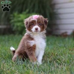 Emmy/Mini Aussiedoodle									Puppy/Female	/8 Weeks,Meet Emmy, a darling Mini Aussiedoodle with the sweetest personality and the softest, curly coat. With her bright, expressive eyes and playful spirit, she has a special way of bringing joy to every moment. She loves bouncing around, exploring, and playing with her favorite toys, but she’s just as happy to curl up for snuggles when it’s time to relax. Friendly, smart, and full of charm, she is the kind of puppy who will quickly capture your heart.