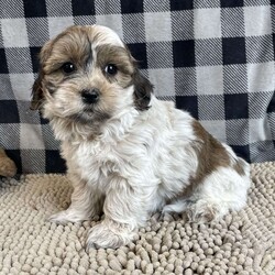 Sarah/Coton de Tulear									Puppy/Female	/July 23rd, 2025,Meet Sarah a sweet little Coton de Tulear,  she is ACA Reg. , Microchipped,  Vet checked and shots are up to date.   Lavern Reiff License # 3221