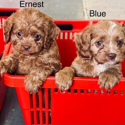 Adopt a dog:Cavapoo F2 puppies/Cavapoo/Female/9 weeks,Cavapoo puppies ready to go fully wormed and fllead they have had 1st vaccine and micro chip vet checked and 2nd vaccine has been payed for mum is Cavapoo and dad is Cavapoo nice red and apricot colours small puppies non malting hair for any more info please call anytime