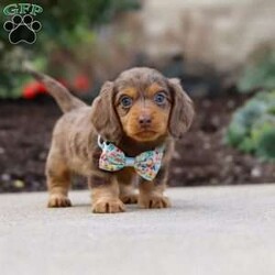 Charlie/Dachshund									Puppy/Male	/7 Weeks,Meet Charlie, an irresistibly adorable ACA Dachshund puppy with the happiest little spirit! With his big, soulful eyes, floppy ears, and that signature long body, he’s the perfect blend of charm and cuteness. Charlie loves to play, explore, and trot around with his tail wagging proudly, but when it’s time to rest, he’s the best snuggler you could ask for. Full of love and personality, this sweet boy is sure to bring endless joy to his forever family!