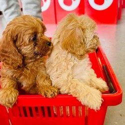 Adopt a dog:Cavapoo F2 puppies/Cavapoo/Female/9 weeks,Cavapoo puppies ready to go fully wormed and fllead they have had 1st vaccine and micro chip vet checked and 2nd vaccine has been payed for mum is Cavapoo and dad is Cavapoo nice red and apricot colours small puppies non malting hair for any more info please call anytime