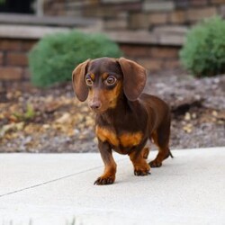 Charlie/Dachshund									Puppy/Male	/7 Weeks,Meet Charlie, an irresistibly adorable ACA Dachshund puppy with the happiest little spirit! With his big, soulful eyes, floppy ears, and that signature long body, he’s the perfect blend of charm and cuteness. Charlie loves to play, explore, and trot around with his tail wagging proudly, but when it’s time to rest, he’s the best snuggler you could ask for. Full of love and personality, this sweet boy is sure to bring endless joy to his forever family!