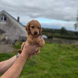 Miniature goldendoodle puppies. /Goldendoodle/Female/9 weeks, 6 miniature F1B golden doodle puppies looking for a new home  