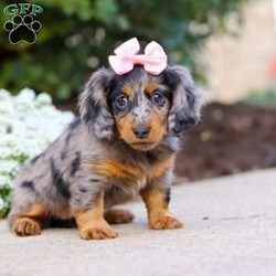 Darla/Dachshund									Puppy/Female	/7 Weeks,Meet Darla, an absolutely heart-melting ACA Dachshund puppy who’s as sweet as she is adorable! With her tiny paws, soulful eyes, and that signature long little body, she’s the very definition of cuteness. She loves nothing more than wiggling her way into your lap, where she can shower you with snuggles and happy tail wags that brighten every moment. Playful, curious, and full of love, this precious girl is sure to steal hearts wherever she goes.