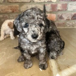 Adopt a dog:Cockapoo puppies/Cockapoo/Female/6 weeks,Our beloved family pet Prim has given birth to a beautiful litter of cockapoo puppies.