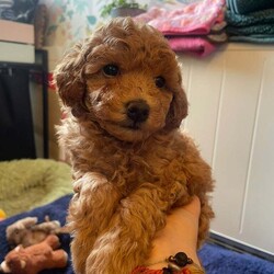 Adopt a dog:Red Toy Poodle two girls available now/Toy Poodle/Female/9 weeks,Margo my Kc registered, fully health tested red toy poodle has had a litter of puppies with a Kc registered, fully health tested Red toy poodle and there are two girls left available.  They have and continue to be brought up in the heart of the home, not caged at all.  Both parents are tiny so true toy poodle sizes of 9in and between 2.5-3kg in weight.  They have had their first injection, been chipped, wormed and flea treated so ready to go to their forever homes.