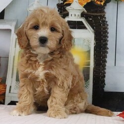 Adopt a dog:Jase/PuppySpot/Male/9 weeks,Hi, I'm Jase! I'm a 9-week-old male Goldendoodle with a beautiful apricot coat, born on July 25, which makes me a Leo pup. I am ready now to plan my trip to my forever family. My heart is big, my paws are tiny, and I'm ready to love you endlessly.