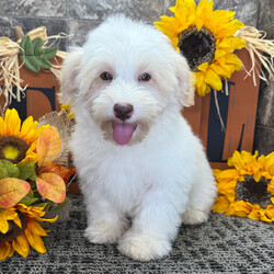 Adopt a dog:Zach/PuppySpot/Male/16 weeks,Hi, I'm Zach! I'm a 16-week-old male Havanese with a beautiful cream coat, born on June 2, which makes me a Gemini pup. I am ready now to plan my trip to my forever family. Once I reach my adult size, I'm expected to weigh between 10–12 lbs. I'm AKC registered. I'm all set to fill your home with laughter and paw-some moments.