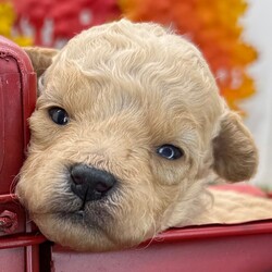 Adopt a dog:Pumpkin/PuppySpot/Male/4 weeks,Hi, I'm Pumpkin! I'm a 4-week-old male Poodle with a beautiful apricot coat, born on August 28, which makes me a Virgo sign. I'll be ready to go home to my forever family after October 23, once I'm grown enough to leave my litter. I'm AKC registered. My bags are packed because my breeder told me that I am going to go start the adventure of my life with my forever family.