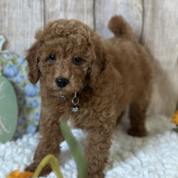 Adopt a dog:Magic/PuppySpot/Male/12 weeks,Hi, I'm Magic! I'm a 12-week-old male Poodle with a beautiful red coat, born on July 3, which makes me a Cancer pup. I am ready now to plan my trip to my forever family. I'm ACA registered. Spending my life with you will make me the happiest puppy ever.