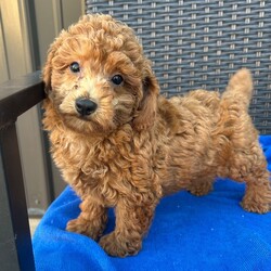Adopt a dog:Luke/PuppySpot/Male/11 weeks,Hi, I'm Luke! I'm an 11-week-old male Poodle with a beautiful red coat, born on July 10, which makes me a Cancer pup. I am ready now to plan my trip to my forever family. I'm APRI registered. I will make your heart as full as mine is with love.