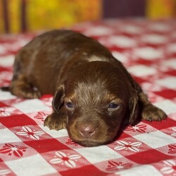 Adopt a dog:Saturn/PuppySpot/Male/5 weeks,Hi, I'm Saturn! I'm a 5-week-old male Dachshund with a beautiful chocolate & tan coat, born on August 19, which makes me a Leo sign. I'll be ready to go home to my forever family after October 14, once I'm grown enough to leave my litter. I'm ICA registered. I'm all set to bring my cheerful energy into your home.