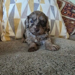Adopt a dog:F1 toy cockpoos/Cockapoo/Female/6 weeks,happy to annouce our F1 TOY cockapoo babies are now available to potential new families as they are now 5 weeks old we feel they have their own personailies coming through and well enough developed for familys to visit them