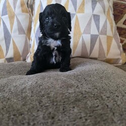 Adopt a dog:F1 toy cockpoos/Cockapoo/Female/6 weeks,happy to annouce our F1 TOY cockapoo babies are now available to potential new families as they are now 5 weeks old we feel they have their own personailies coming through and well enough developed for familys to visit them