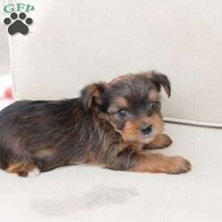 Rocky/Yorkie									Puppy/Male	/August 26th, 2025,Rocky is a part of the absolute dreamiest litter of Yorkies, his dad is chocolate, and his mom is black and tan with a party bloodline . he has an approximate adult weight of 4 to 5 pounds . 