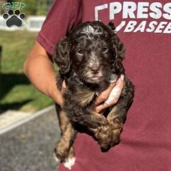 Teddy/Mini Bernedoodle									Puppy/Male	/34 Weeks,Meet Teddy! He is a very friendly chocolate  multigen- chocolate colored Bernedoodle puppy! He will only get to be around 18-22 pounds. He loves kids, is up to date on all shots and wormers. Call or text for a video or more details!