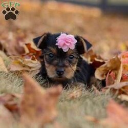 Penny/Yorkie									Puppy/Female	/8 Weeks,Meet Penny, an absolutely precious little AKC Yorkie girl with a heart full of sweetness and charm! With her bright, twinkling eyes, tiny frame, and silky soft coat, she’s as adorable as can be. She loves prancing around with playful energy, chasing after toys, and showing off her spunky personality. But when she’s all tuckered out, her favorite place to be is snuggled up close, soaking in all the cuddles she can get. Full of love, joy, and sparkle, She is the kind of puppy who will instantly steal your heart.