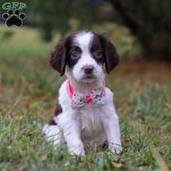 Irene/English Springer Spaniel									Puppy/Female	/9 Weeks,Hi, I’m Irene—an adorable AKC registered English Springer Spaniel puppy with a happy, playful spirit! I love wagging my tail, chasing after toys, and exploring the world around me with my curious eyes. With my soft coat and sweet personality, I’m just as good at snuggling as I am at playing. Loyal, loving, and full of charm, I can’t wait to find my forever family and fill their days with joy.