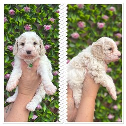 Adopt a dog:5 beautiful cavapoochon puppies looking for their forever homes/Cavapoochon/Female/6 weeks,Our beautiful girl Blossom has just had her first litter on the 26/08/25. She is an amazing mummy to 3 girls and 2 boys. Dad is our male dog Charlie pictures of parents included. Both mum and dad are our family pets and both live in the family home. Pups ready for their forever homes from the 21/10/25. Potential homes will be vetted to ensure our pups are going for the best homes. £375 no refundable deposit required to secure your puppy