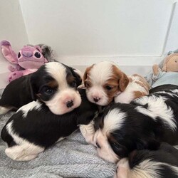 Cavalier King Charles puppies/Cavalier King Charles Spaniel/Female/3 weeks,So so happy to show you that our beautiful girl Polly has had a litter of puppies. We are absolutely besotted with them all. 