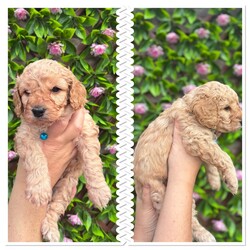 Adopt a dog:5 beautiful cavapoochon puppies looking for their forever homes/Cavapoochon/Female/6 weeks,Our beautiful girl Blossom has just had her first litter on the 26/08/25. She is an amazing mummy to 3 girls and 2 boys. Dad is our male dog Charlie pictures of parents included. Both mum and dad are our family pets and both live in the family home. Pups ready for their forever homes from the 21/10/25. Potential homes will be vetted to ensure our pups are going for the best homes. £375 no refundable deposit required to secure your puppy